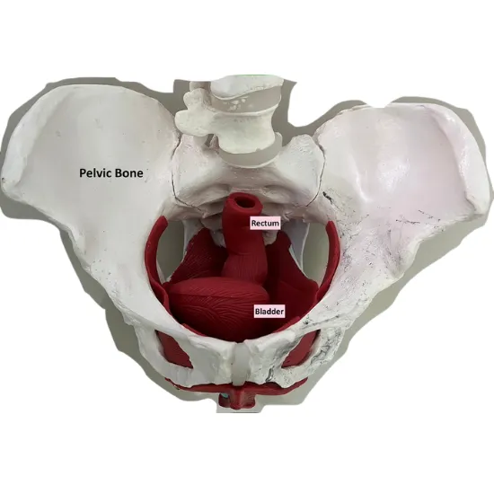 Male Pelvis Photo, Image, Picture